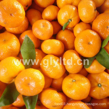 Fresh Chinese in Good Quality Baby Mandarin